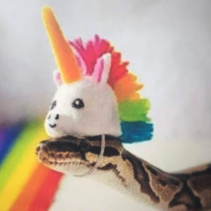 Meet your Posher, Bella